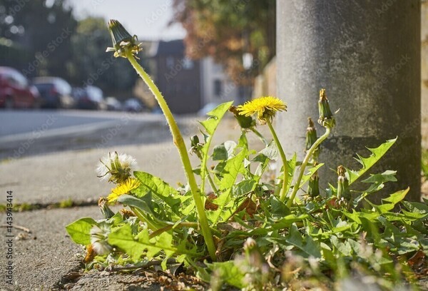 Proef met laten staan stoepplantjes