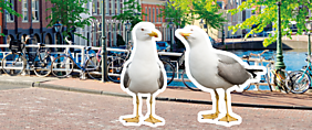 Voer vogels niet! Zo beperken we de overlast / Don't feed birds! This way we limit the nuisance