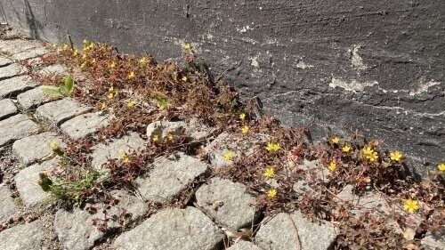 Stoepplantjes tegen de gevel / Pavement plants against the facade