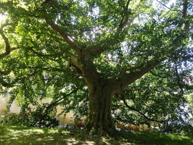  Japanse notenboom (Ginkgo biloba)  Herkomst:	China Leeftijd: Geplant in 1785 Bloeiperiode: april  /  Japanese maidenhair tree (Ginkgo biloba) Origin: China   Age: planted in 1785 Flowering period: April