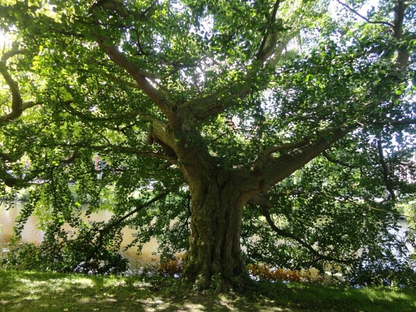  Japanse notenboom (Ginkgo biloba)  Herkomst:	China Leeftijd: Geplant in 1785 Bloeiperiode: april  /  Japanese maidenhair tree (Ginkgo biloba) Origin: China   Age: planted in 1785 Flowering period: April