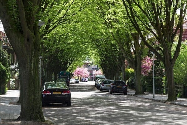 Bomen in de wijk