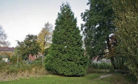 De Reuzenlevensboom